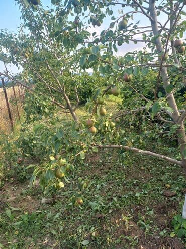 купить дом в баку хырдалан: 27 соток, Для сельского хозяйства, Собственник, Купчая, Техпаспорт — 4