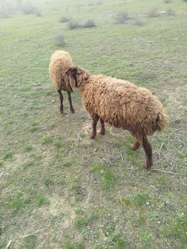 quzu qiyməti: Qoyun – yerli cins, 2 dene erkek qala quzu satılır iksde erkekdi biri — 2