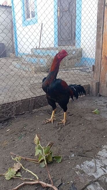 Akvariumlar: Aseel tipli döyüş xoruzu - Cins: Aseel (uzun boyunlu, güclü skeletli — 1