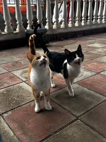 xoruzun ag eti: Yaxşı əllərə — 1