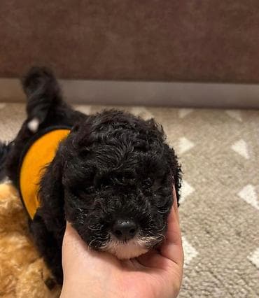 cuce ucun su qabi: Pudel, 3 ay, Erkek, Ünvandan götürmə — 2