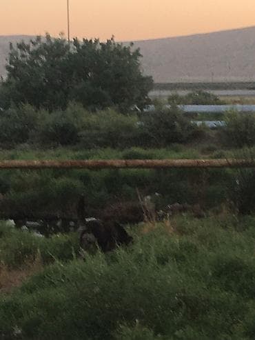 heyvan paltarları: Peyvəndli — 4