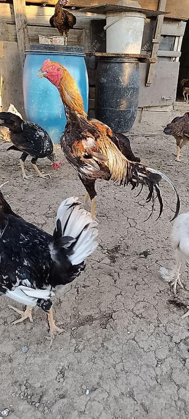 heyratılar: Xoruz, Heyratı, il: 1, Ünvandan götürmə, Ödənişli çatdırılma, Rayonlara çatdırılma — 4