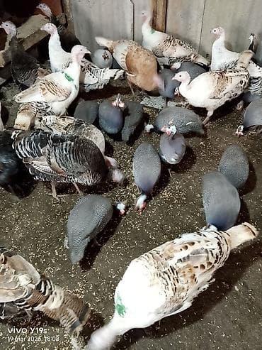 Erkək, Damazlıq, Ünvandan götürmə, Ödənişli çatdırılma