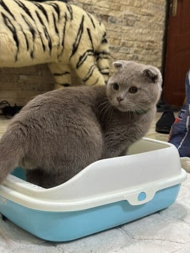 Gəmiricilər: Məhsul: Qapalı tipli pişik tualeti (kum qabı) Xüsusiyyətlər: - İkiqat — 4