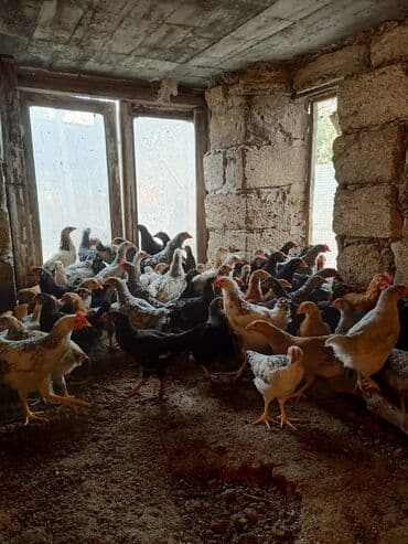 heyvan bazari inekler: Toyuq cücələri, Ətlik — 1