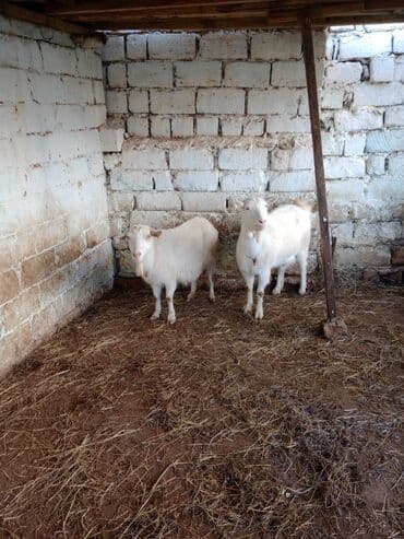 Другие животные: Cütü 630 manata keçiler satılır istəyən olsa yazsın video sun atım — 3