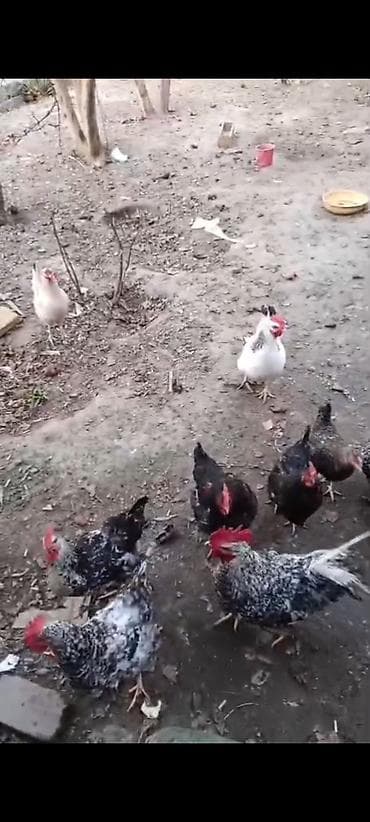 Pişiklər: Məhsul: Həyətdə saxlanılan yerli toyuqlar (qarışıq rənglərdə – ağ — 1