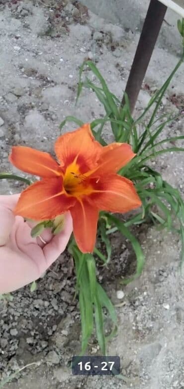 bənövşə: Soganlari payizda yazda . tumlari yazda ekmek lazimdir. 1} Liliya ağ- — 4