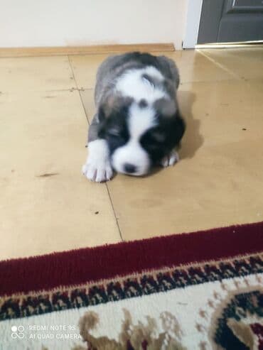 layka iti: Kanqal, 1 ay, Dişi, Cütləşmə üçün, Ödənişli çatdırılma — 4