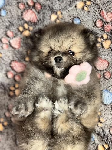 pudel satilir 2020: Şpitz, 1 ay, Erkek, Peyvəndli, Ödənişli çatdırılma — 2