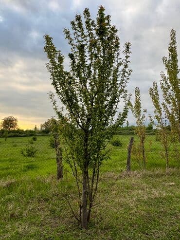 torpağ satılır: 50 соток, Для сельского хозяйства, Собственник, Купчая — 7