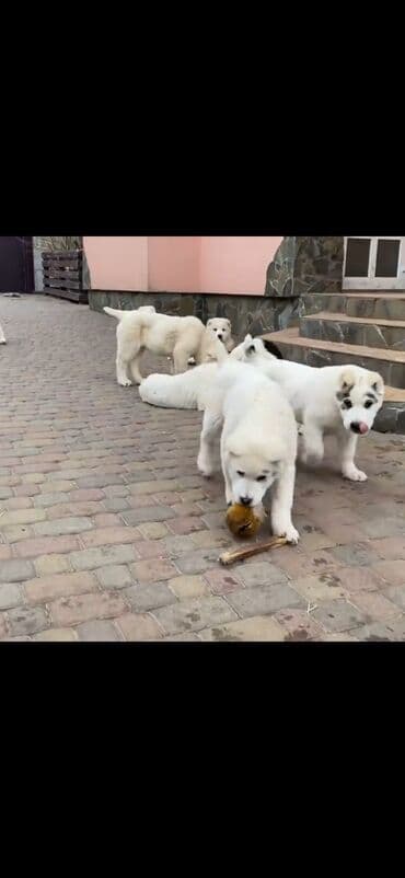 heyvan satışı: Alabay — 3