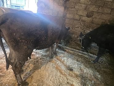 Super kök inekler — 3