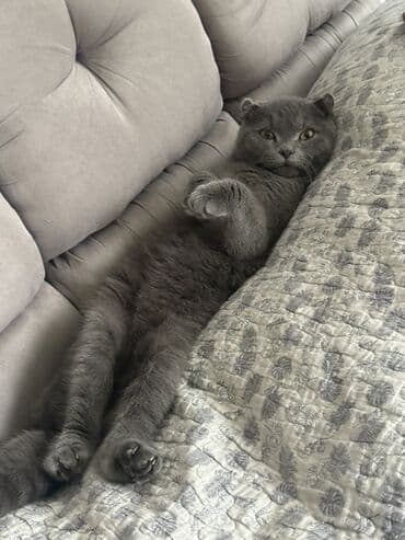 Şotland yastı qulaq