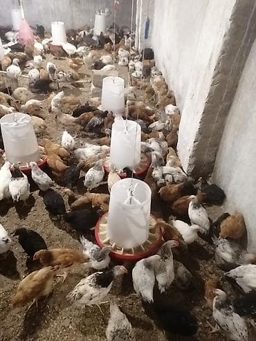 şahin quşu: Salam tam sağlam colpalardi damazdiqa yararlı çatdırma. var vacap — 2