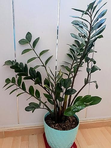 ev gulleri adlari: Zamiokulkas (ZZ plant) – dekorativ ev bitkisi - Növ: Zamiokulkas — 2