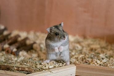 Gəmiricilər: Məhsul: Cırtdan hamster (Djungarian/campbell tipli) Xüsusiyyətlər: - — 1