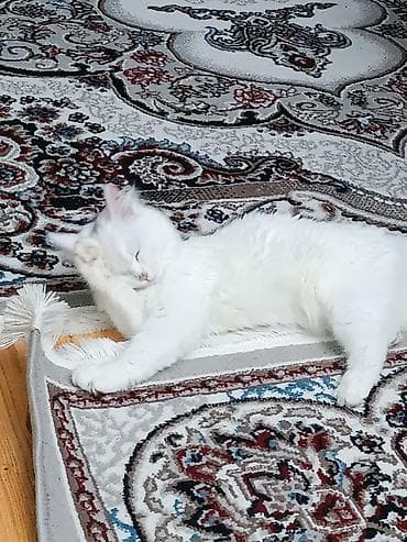 angora pişik: Dişi, Yaxşı əllərə, Ünvandan götürmə, Ödənişli çatdırılma, Rayonlara çatdırılma — 2