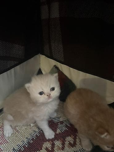 Gəmiricilər: Fars — 6