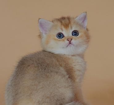 qax heyvanlar: Britan — 5