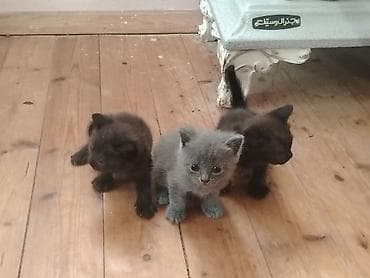 tuksuz pişiklər: Ünvandan götürmə, Ödənişli çatdırılma — 3