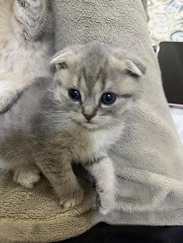 pişiy: Şotland yastı qulaq — 8