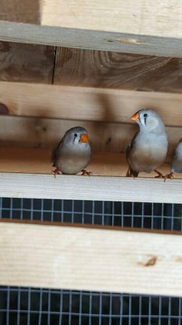 amadin yuvası: Zebra ispinozları Amadin – müxtəlif rəng mutasiyaları ilə qrup — 6