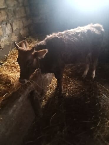 Digər heyvanlar: 8 yin dügesdi ciddi şexsler zeng vurun 830 mantı deliş qimeti hevan — 5