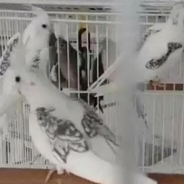 Göyərçinlər: Bir ədədi -100-azn 150 azn aq rəydə olanlar qiymət fərqli hazır — 5