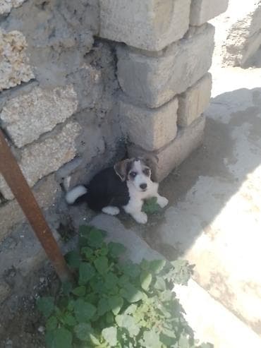 balaca itler satisi: 1 ay, Erkek, Peyvəndli, Ödənişli çatdırılma — 1