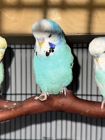 əbabil quşu: 5 aylığ erkek tamm saglam qusdu, ciddi olmayan kesler narahat edmesin — 2