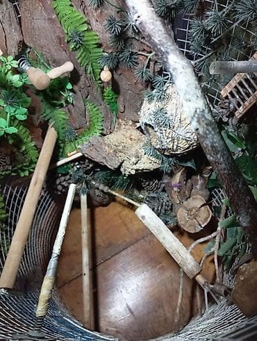 cex qus: Unikal şaquli terrarium/volyer – dekorativ ağac gövdəsi və təbii — 9