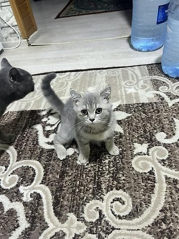 pisiy: Şotland, Dişi, Ünvandan götürmə — 3