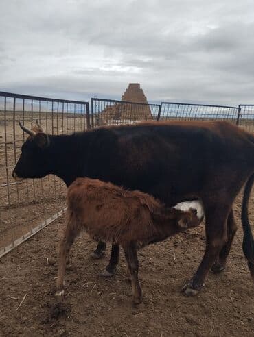 ineklerin satisi: Самка, лет: 1, 1 кг, Для разведения, Самовывоз — 1