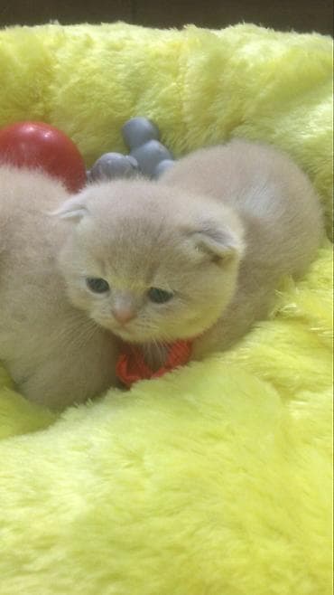 pişik adları azeri: Şinşilla, Dişi — 7