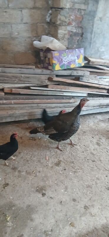 Inəklər, öküzlər: Məhsul: Hind toyuğu (hinduşka)6 klodu diri ceksi Təsvir: - Şəkillərdə — 1