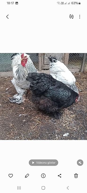 Toyuq, Brama, Damazlıq