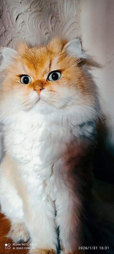 pişik pişik: Şotland — 3