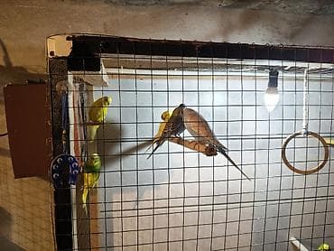 купить хамелеона в баку: Məhəbbət quşları 1Ədəd 10Azn — 7