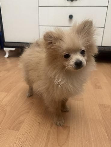 Heyvanlar üçün mallar: Şpitz — 4