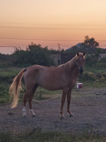 купить лошадь в баку: Cins at, 3 yaş, dişi — 1