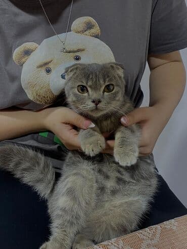 ev pişiyləri: Şotland yastı qulaq — 2