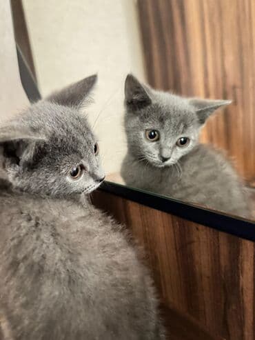 itlərə verilən adlar: Şotland — 3