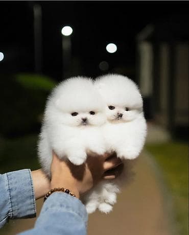 Gəmiricilər: Pomerin spits balası satılır dişi və erkək temiz qandi xarici pasport — 1