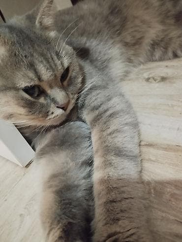 heyvan inek: Dişi, Yaxşı əllərə — 1