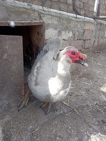 1 illik aktiv lavanda erkeyi damazlıq. qiymet sondur