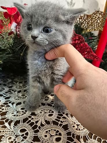 pişim: Yaxşı əllərə — 2