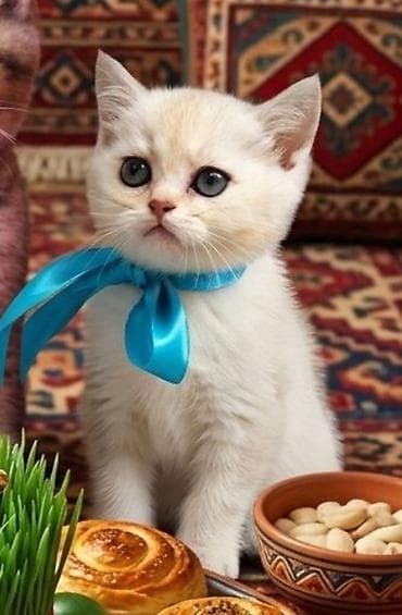 kangal balaları: Şinşilla — 3