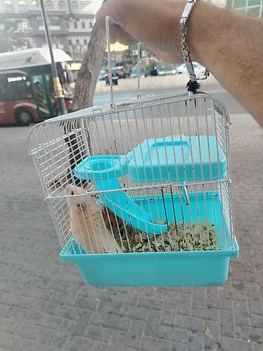 mal satisi: Hamster sağlam balalardır Qəfəs ilə bir yerdə satılır çatdırılma var — 2